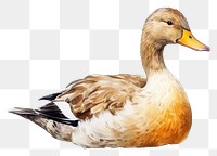 PNG Duck animal bird beak. 