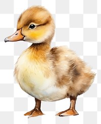 PNG Duck duckling animal bird. 