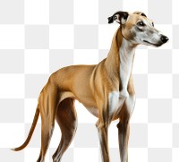 PNG Mammal animal hound dog. AI generated Image by rawpixel.