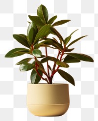 PNG Plant vase leaf houseplant. 