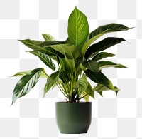 PNG Plant leaf houseplant freshness. 