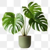 PNG Plant leaf houseplant freshness. 