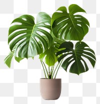 PNG Plant leaf houseplant freshness. 