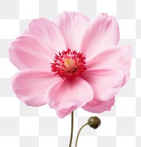 PNG Blossom flower dahlia petal. 