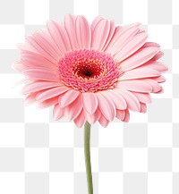 PNG Flower petal daisy plant. AI generated Image by rawpixel.