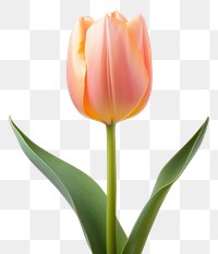 PNG Flower tulip plant inflorescence. 