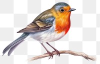 PNG Robin bird animal wildlife. 