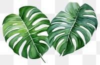 PNG Plant leaf xanthosoma freshness. 