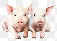 PNG Pig animal mammal boar. AI generated Image by rawpixel.