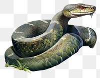 PNG Snake reptile animal wildlife. 