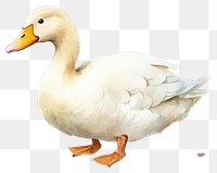 PNG Duck animal goose white. 