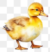 PNG Duck duckling animal yellow. 