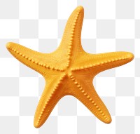 PNG Starfish white background invertebrate simplicity. 