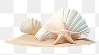 PNG Seashell beach white background invertebrate. AI generated Image by rawpixel.