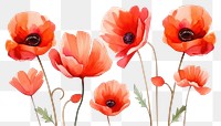 PNG Poppy flower plant transparent background