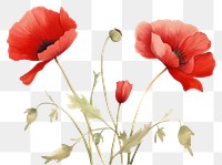 PNG Poppy flower plant transparent background. 