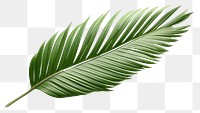 PNG Leaf plant transparent background palm leaf. AI generated Image by rawpixel.