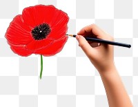 PNG Poppy flower plant paper. 