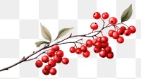 PNG Winterberry cherry plant fruit. AI generated Image by rawpixel.