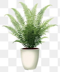 PNG Plant fern houseplant floristry. AI generated Image by rawpixel.