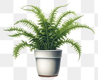 PNG Plant leaf fern houseplant. 