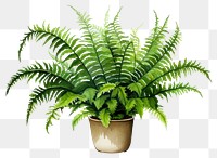 PNG Plant fern leaf houseplant. 