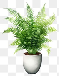 PNG Plant fern houseplant freshness. AI generated Image by rawpixel.