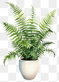 PNG Plant fern houseplant freshness. 