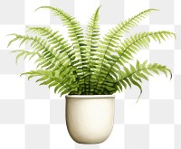 PNG Plant fern houseplant freshness. AI generated Image by rawpixel.