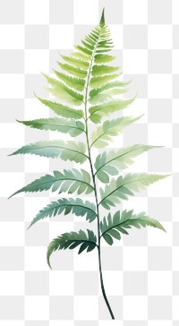 PNG Plant leaf fern cannabis. 