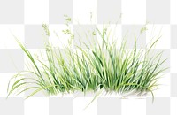 PNG Plant flower grass lawn. 