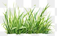 PNG Grass plant lawn tranquility. 