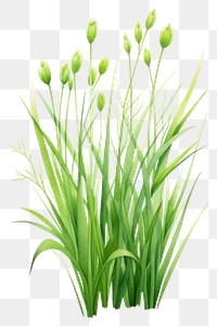 PNG Flower plant grass green. 