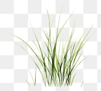 PNG Grass plant wheatgrass hierochloe