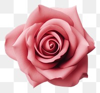 PNG Rose flower petal plant transparent background