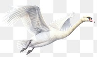 PNG Swan animal flying transparent background