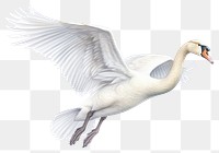 PNG Swan animal flying transparent background