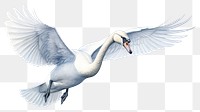 PNG Flying animal bird transparent background