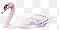 PNG Swan swimming animal transparent background