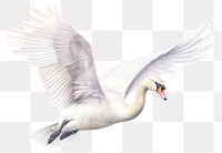 PNG Flying swan animal transparent background