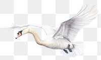 PNG Flying swan animal transparent background