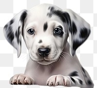 PNG Puppy dog dalmatian portrait. AI generated Image by rawpixel.
