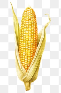 PNG Corn plant food white background. AI generated Image by rawpixel.