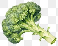 PNG Broccoli vegetable plant food. 