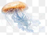 PNG Jellyfish animal transparent background invertebrate. AI generated Image by rawpixel.