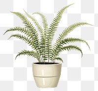 PNG Plant leaf fern houseplant. AI generated Image by rawpixel.