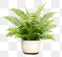 PNG Plant fern leaf houseplant. AI generated Image by rawpixel.