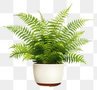 PNG Plant fern leaf houseplant. 