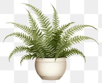 PNG Plant leaf fern houseplant. 