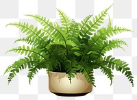 PNG Plant leaf fern houseplant. AI generated Image by rawpixel.